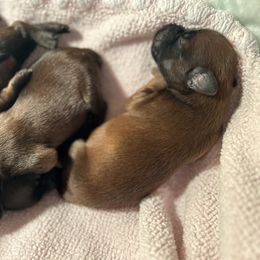 Soft Coated Wheaten Terrier Puppies from Koontz Family Wheatens