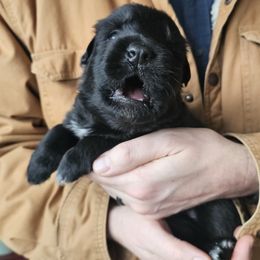 Sentinel (Brown collar) - Black male German Shepherd puppy in Columbus, Indiana from Stony Lonesome GSD
