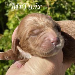 Boy 2 - Labradoodle puppy in Weber County, Utah from Old Macs Doodles