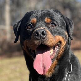 Yakari - Rottweiler