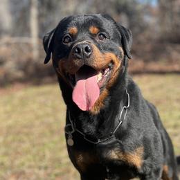 Yakari - Rottweiler