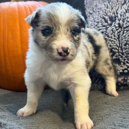 Apple Jacks - Blue merle male Border Collie puppy in Mckinney, Texas from Border Collies of Ruidoso