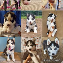 Siberian Husky Puppies from Lunter's Heaven Huskies