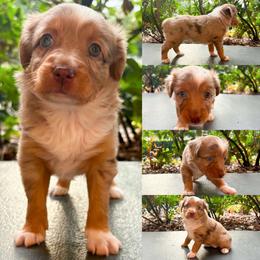 Red Merle female - Red merle female Toy Australian Shepherd puppy in Brooker, Florida from Honey, I Shrunk the Aussies
