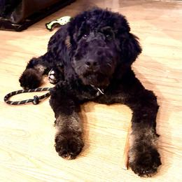 Cayenne - Phantom male Bernedoodle puppy in Yarnell, Arizona from Boulder Mountain Doodles
