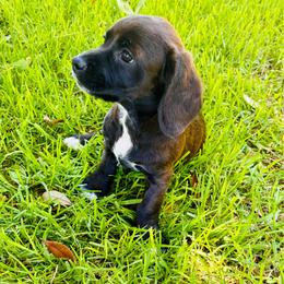 Boston - Black and white male Cocker Spaniel puppy in Santa Ana, California from American Cocker Spaniel