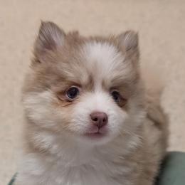 Sami - Toy Female  Blue eyes - Lavender female Pomsky puppy in Hurleyville, New York from My Crazy Pomskys