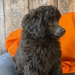 Orange Collar Girl - Brown female Poodle puppy in Kingston, Oklahoma from Tribal Poodles