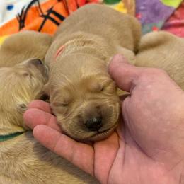 Pink - Golden female Golden Retriever puppy in Groveland, Florida from Daisy Lynn Goldens