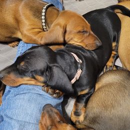 Dachshunds from Rachel's Dachshunds