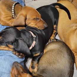 Dachshunds from Rachel's Dachshunds