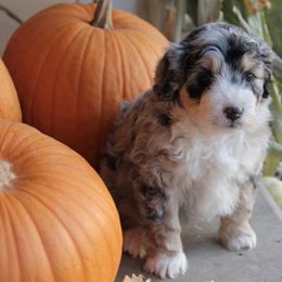 Aussiedoodle and Goldendoodle Puppies from Skyridge Doodles