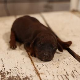 Girl 4 - female Whoodle puppy in West Bend, Iowa from Blue Skies Terriers