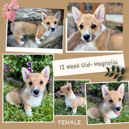 Magnolia - Sable female Pembroke Welsh Corgi puppy in Maryville, Tennessee from R & T Farms
