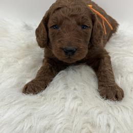 Orange boy - Red  male Goldendoodle puppy in Waskom, Texas from Pearls & Curls doodles & poodles