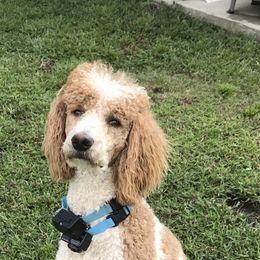 English Springer Spaniel, Poodle, and Springerdoodle All Grown Up from SpringerDoodles at the Beach