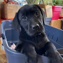 Olive - Black female Labrador Retriever puppy in Arlington, Iowa from Uncle Bucks Labrador Retrievers