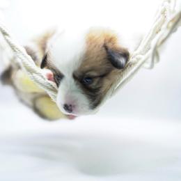 Tinker bell - Fawn female Pembroke Welsh Corgi puppy in Vacaville, California from Hope_4thebay_Corgis
