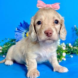 Creamsicle(2800) - Cream female Dachshund puppy in Augusta, Arkansas from Savvy-Dee's Dachshunds