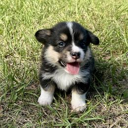 Girl 4 - Black and tan female Pembroke Welsh Corgi puppy in Ocala, Florida from Rivermont Farm