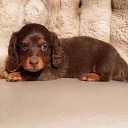 Sailor - Chocolate and tan female Dachshund puppy in Lehi, Utah from Cherry Creek Dachshunds