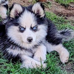 Luna - Black and white female Pomsky puppy in Kittredge, Colorado from Rocky Mountain Pomskies