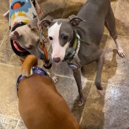 Girl 1-Purple - Blue female Italian Greyhound puppy in Portland, Oregon from Khani's Basenjis and Italian Greyhounds