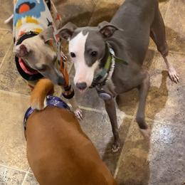 Girl 1-Purple - Blue female Italian Greyhound puppy in Portland, Oregon from Khani's Basenjis and Italian Greyhounds