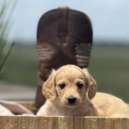 Dachshund Puppies from Coastal Bluff Pups