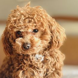 Cavalier King Charles Spaniels, Cavapoos, and Poodles from Honey Bit Kennels