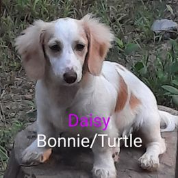 Daisy - Dachshund