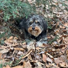 Oakley - Black phantom female Aussiedoodle puppy in South Central, Pennsylvania from Windy Hills Mini Aussies & Doodles