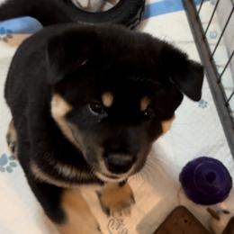 Shiba Inu Puppies from Heart’s Desire Shiba Inus