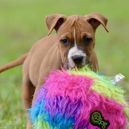The Steady Companion - Red male American Staffordshire Terrier puppy in St. Augustine, Florida from LBK & Ancient City
