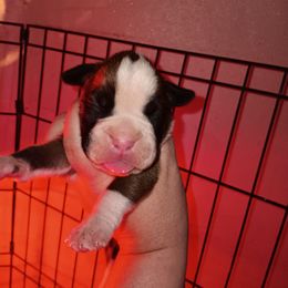Boy 1 - Fawn male Boxer puppy in Pikeville, Kentucky from Boxers of Whispered Wishes