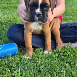 Russet - Fawn male Boxer puppy in Thompson, Pennsylvania from Moonlitboxers