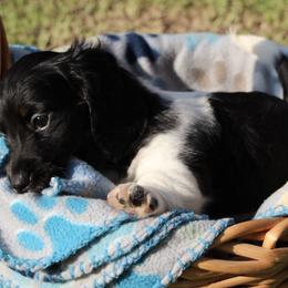 Dachshunds from Carley’s Canines