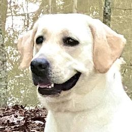 Alaska - Labrador Retriever