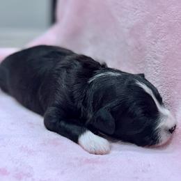 Purple collar toy - Black tri-color female Aussiedoodle puppy in 32046, Florida from River Hill Ranch