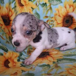 RIVER - Blue merle male Chihuahua puppy in Branford, Florida from Mbjs Doxies and chihuahuas