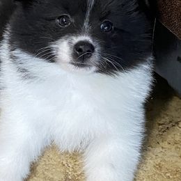 Pomsky Puppies from Perfect Pomskies