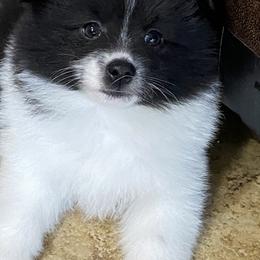 Pomsky Puppies from Perfect Pomskies