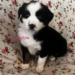 Shadow - Black tri-color female Australian Shepherd puppy in Lebanon, Oregon from Mt. Hope Aussies