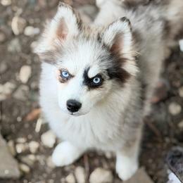 Jazzy - Merle female Pomsky puppy in Centerville, Iowa from LJ Kennels Pomskies, LLC