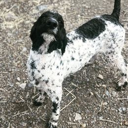 Mila - Poodle
