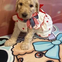 Houston - Apricot female Poodle puppy in Mobile, Alabama from Semmy’s Standard Poodle LLC