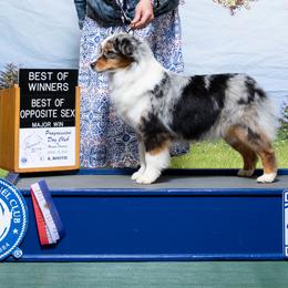 Sorry - Miniature American Shepherd