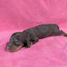 Girl 1 - Chocolate and tan female Dachshund puppy in Andrews, Texas from For His Kingdom Kennels