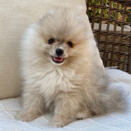 Wolfie - Cream sable male Pomeranian puppy in Citrus Heights, California from Yev and Marina's Pomeranians (AKC)