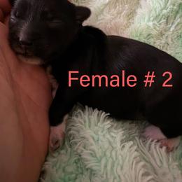 Female 2 - Black female Chinese Crested puppy in Salt Lake City, Utah from Naked & Famous